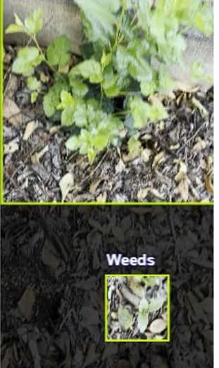 Real-time weed detection and bounding boxes