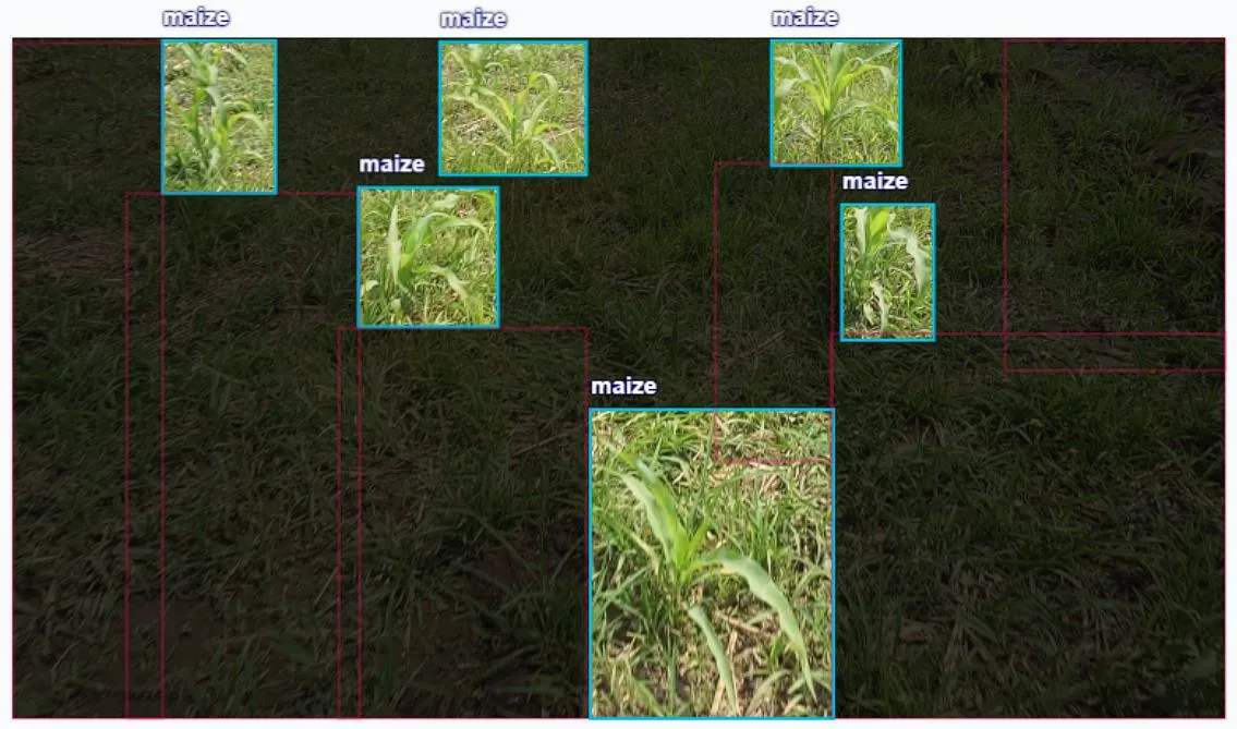 Real-time maize crop detection on Jetson Nano