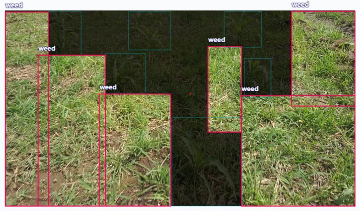 Selective weed detection using visual bounding box borders
